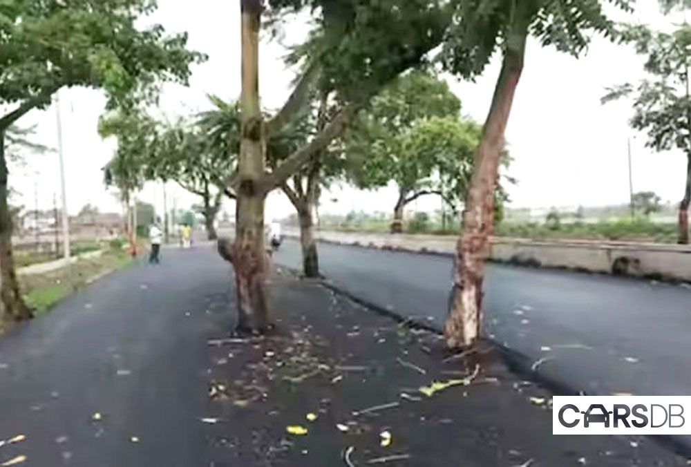 trees_in_the_middle_of_highway_patna_gaya_in_bihar_af3a35f4ba.jpg